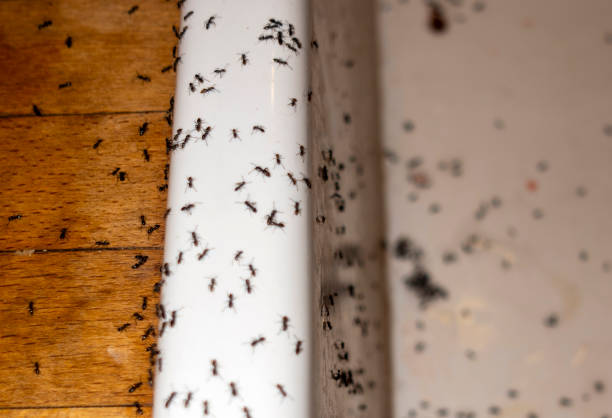 Best Local Pest Control Services  in Stallings, NC