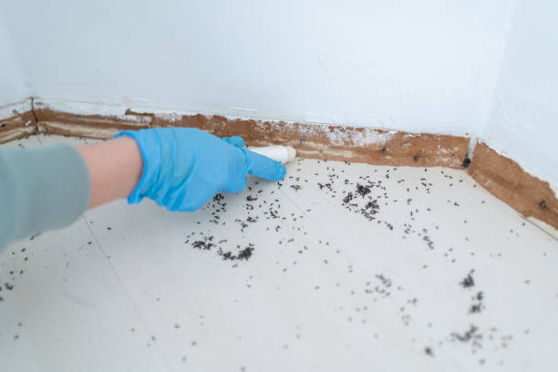 Trusted Stallings, NC Pest Control Experts
